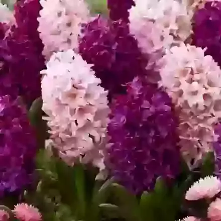 Two Tone Mix